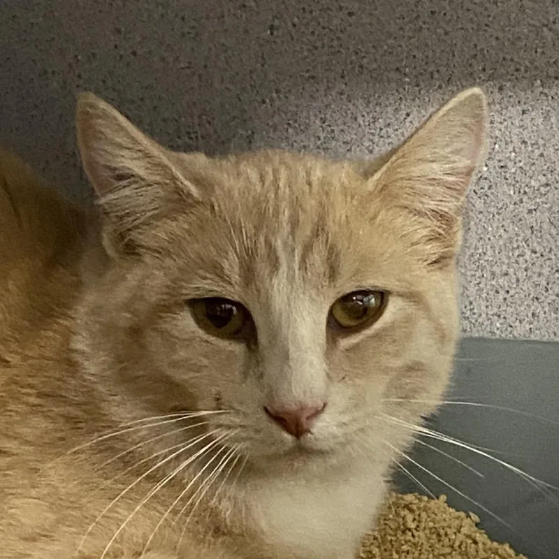 A young small-sized male Orange / Red Domestic Short Hair cat named Creamsicle for adoption in Sheridan, WY