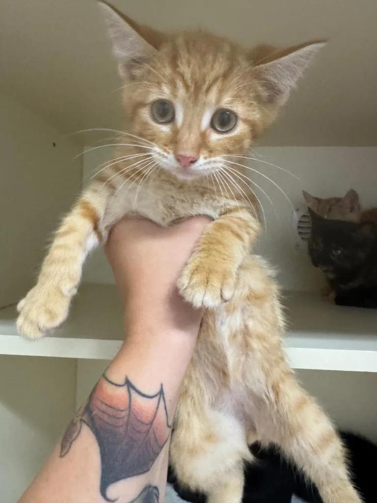 A baby medium-sized male Domestic Short Hair cat named Salut for adoption in Bloomington, IN