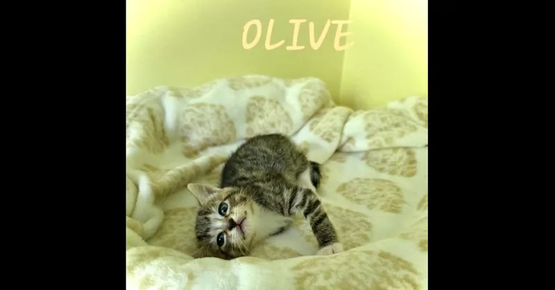 A baby small-sized female Brown / Chocolate Domestic Short Hair cat named Olive for adoption in Chalfont, PA
