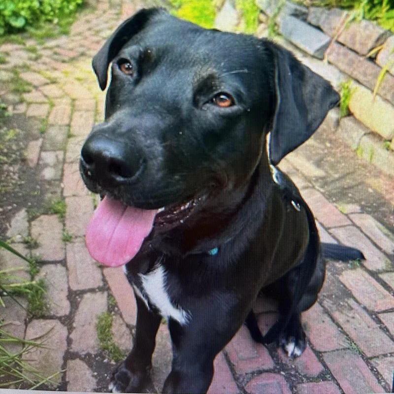 A young medium-sized male Pit Bull Terrier dog named Bernie for adoption in Richboro, PA