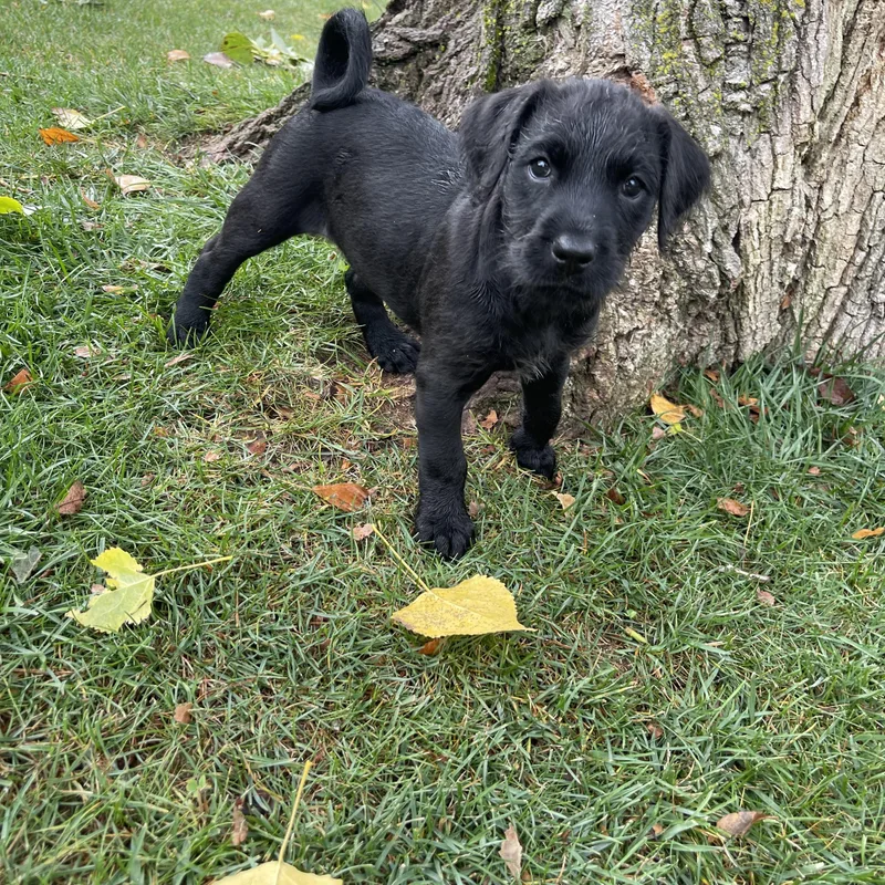 A baby large-sized female Standard Poodle dog named Little Bird for adoption in Winter, WI