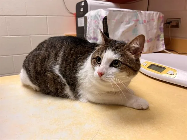 An adult medium-sized female Domestic Short Hair cat named Potter for adoption in Colorado Springs, CO