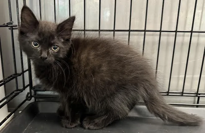 A baby small-sized female Domestic Medium Hair cat named Jonny for adoption in Van Nuys, CA
