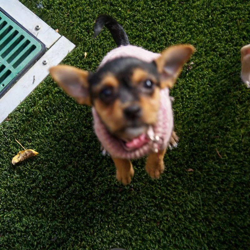 A baby small-sized female Terrier dog named Swedish Fish for adoption in Jackson, WY