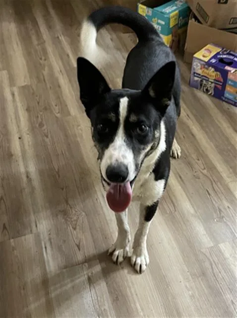 A young medium-sized male Miniature Pinscher dog named Sparky for adoption in Dallas, TX