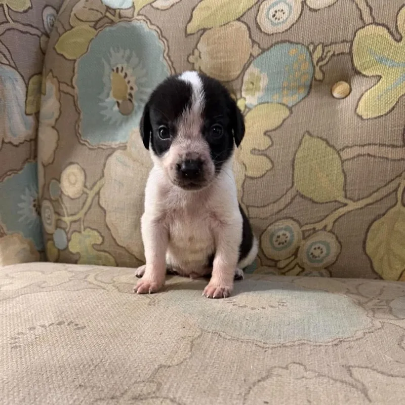 A baby medium-sized male Black Mixed Breed dog named Bartholomew for adoption in Fredericksburg, VA