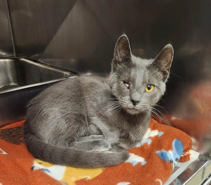 A baby medium-sized female Gray / Blue / Silver Domestic Short Hair cat named Manta for adoption in Clayton, NJ
