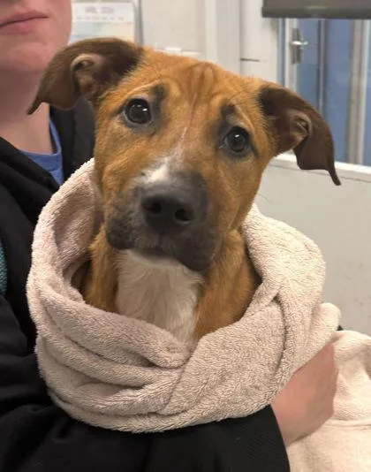 A baby medium-sized female Brown / Chocolate Mixed Breed dog named Summer for adoption in Kansas City, MO