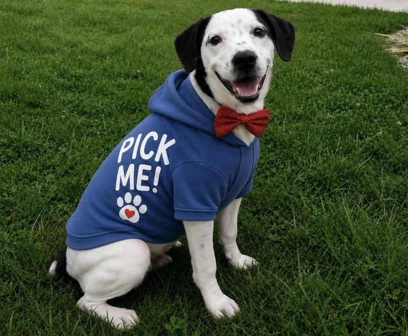Milo Best Boy Looking