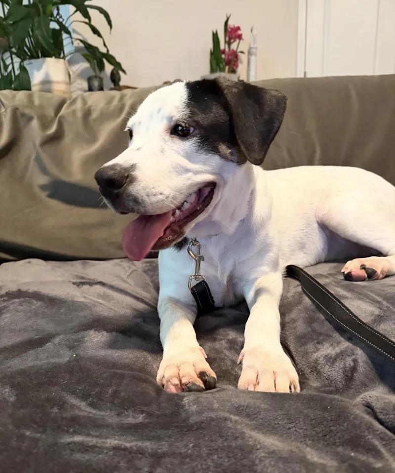 Milo Best Boy Looking thumbnail 2