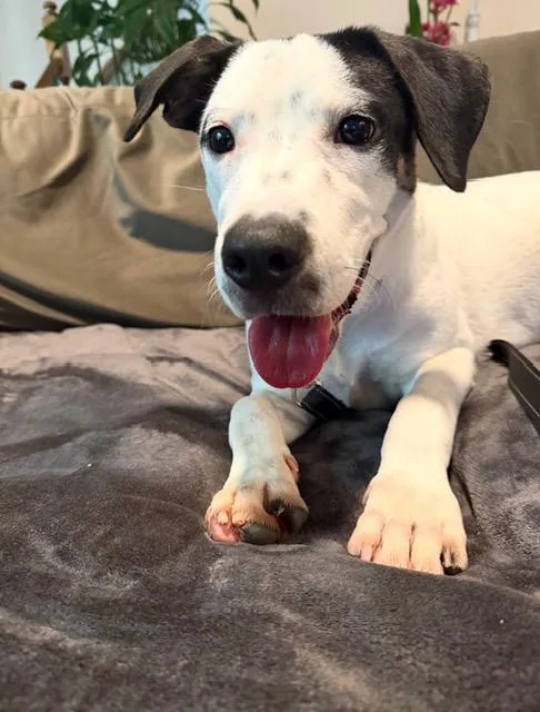 Milo Best Boy Looking thumbnail 3