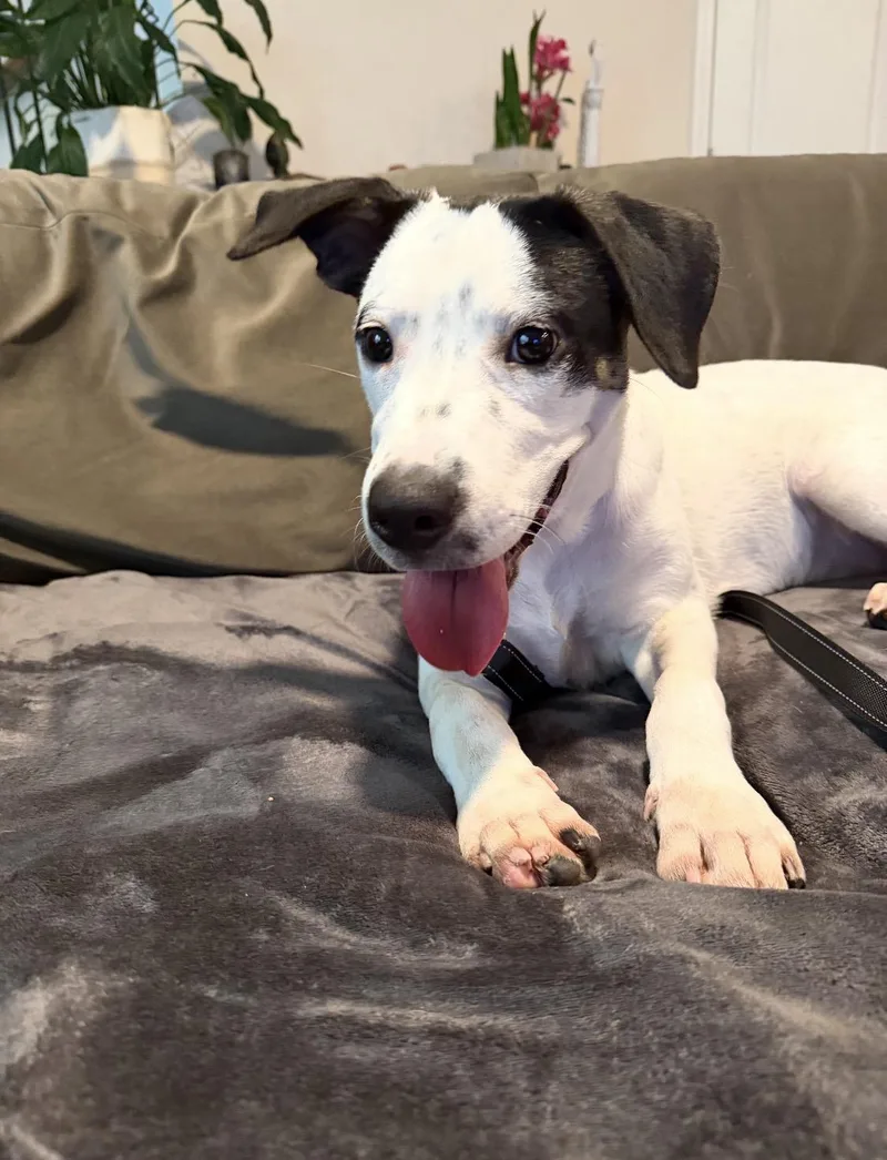 Milo Best Boy Looking thumbnail 5
