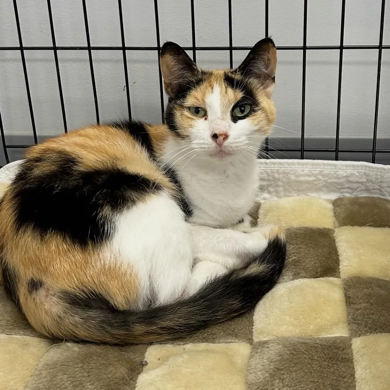An adult medium-sized female White Domestic Short Hair cat named Honey Biscuit for adoption in Watertown, NY