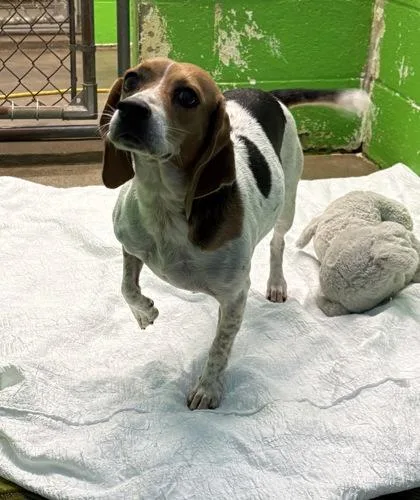 An adult medium-sized female Beagle dog named Daisy for adoption in Paducah, KY