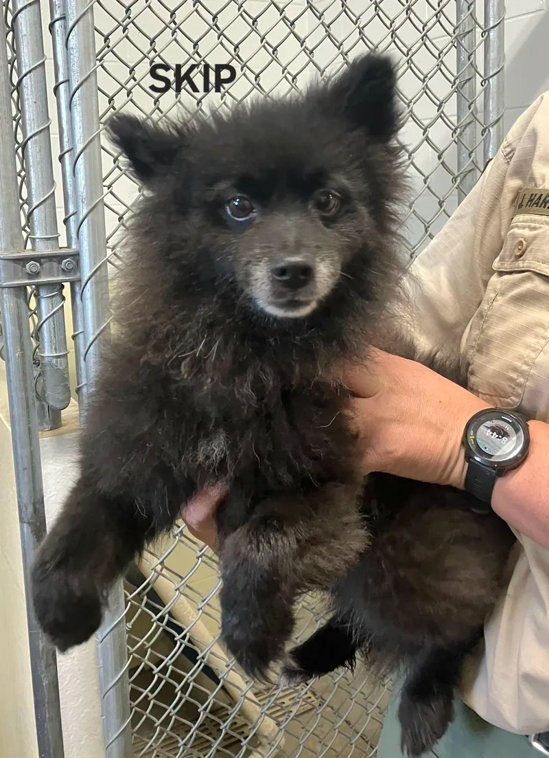 An adult small-sized male Black Pomeranian dog named Skip for adoption in Bowling Green, OH