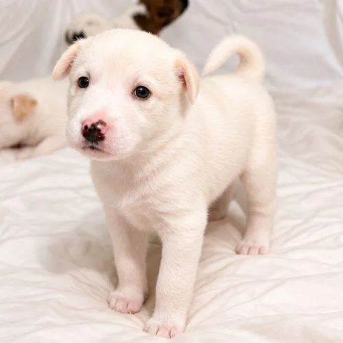 A baby small-sized female Yellow / Tan / Blond / Fawn Smooth Collie dog named Gemma for adoption in Lathrop, CA