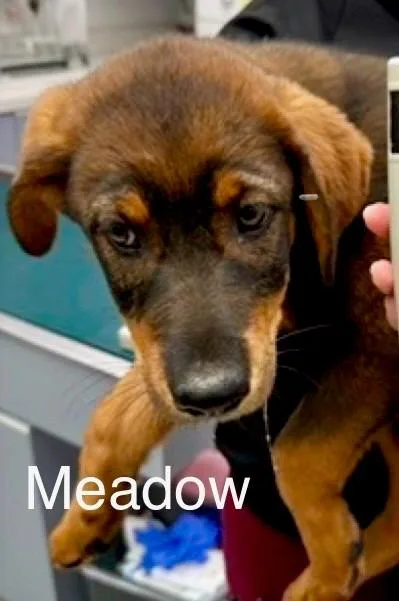 Meadow thumbnail 2
