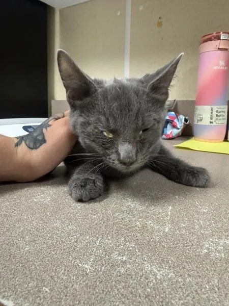 A young small-sized male Domestic Short Hair cat named Karaka for adoption in Salisbury, MD