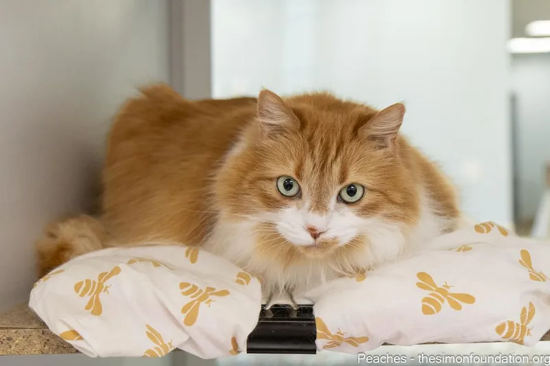 An adult large-sized female Orange & White Domestic Long Hair cat named Peaches for adoption in Bloomfield, CT