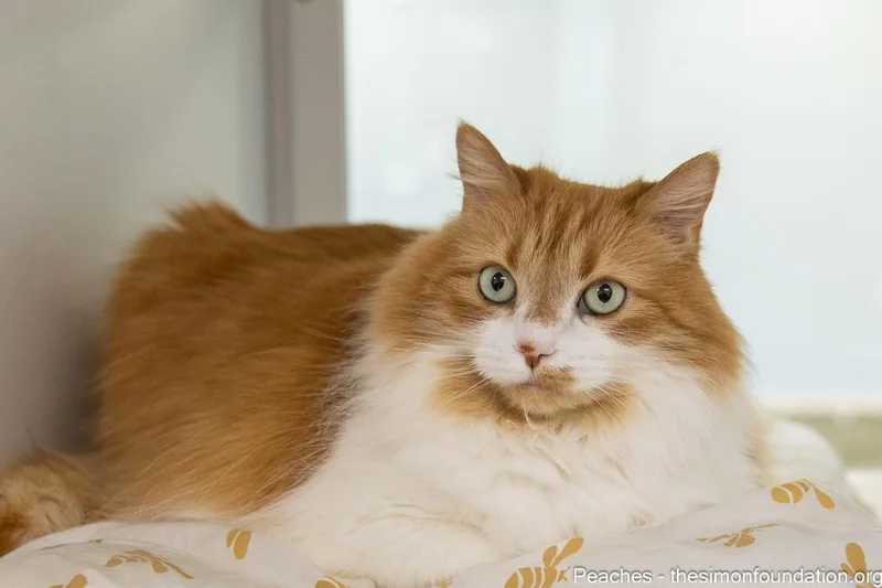 Peaches thumbnail 2