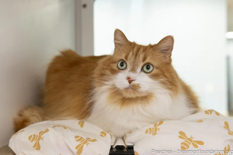 Peaches thumbnail 3