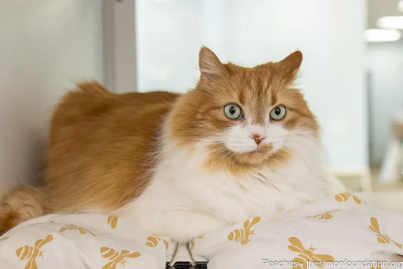 Peaches thumbnail 4