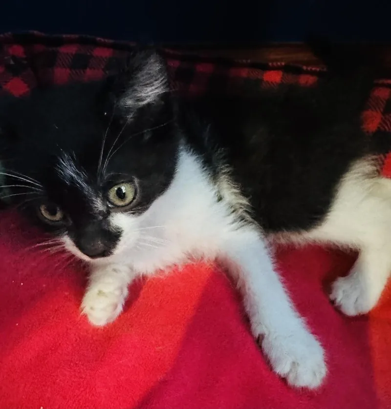 A baby medium-sized female Black & White / Tuxedo Domestic Medium Hair cat named Custard for adoption in Clinton Township, MI