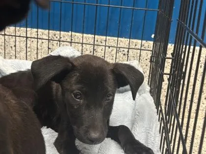 A baby small-sized female Mixed Breed dog named Linny for adoption in Atlanta, GA