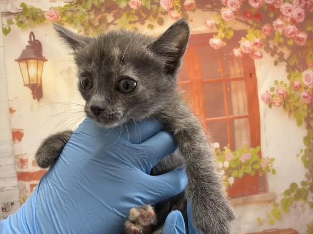 A baby small-sized female Domestic Short Hair cat named Lupe for adoption in San Bernardino, CA