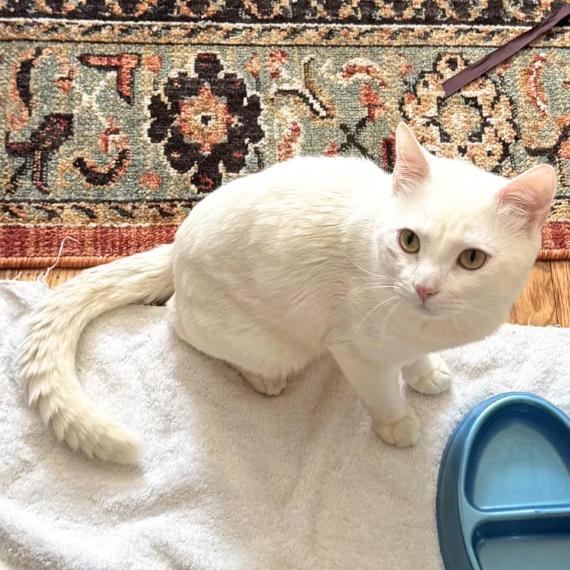 An adult medium-sized male White Domestic Short Hair cat named Arceus for adoption in Brooklyn, NY