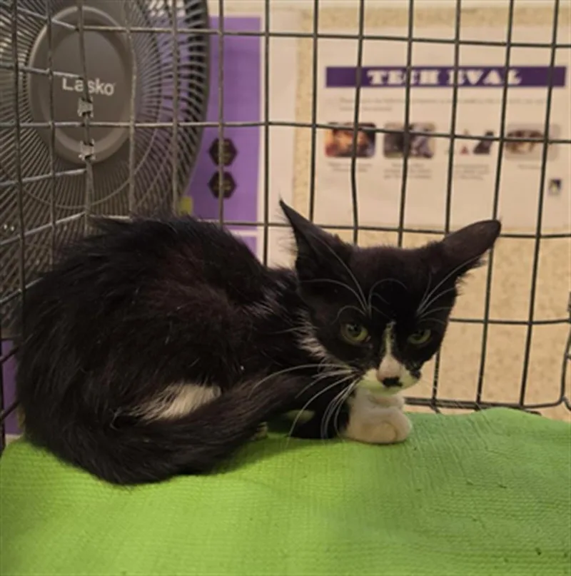A baby small-sized male Domestic Short Hair cat named Domino for adoption in Houston, TX