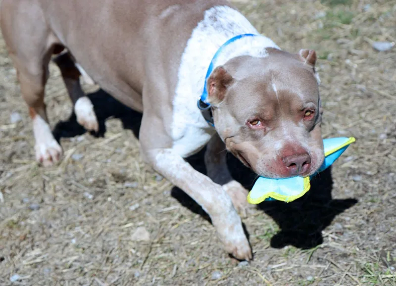 Hercules thumbnail 3