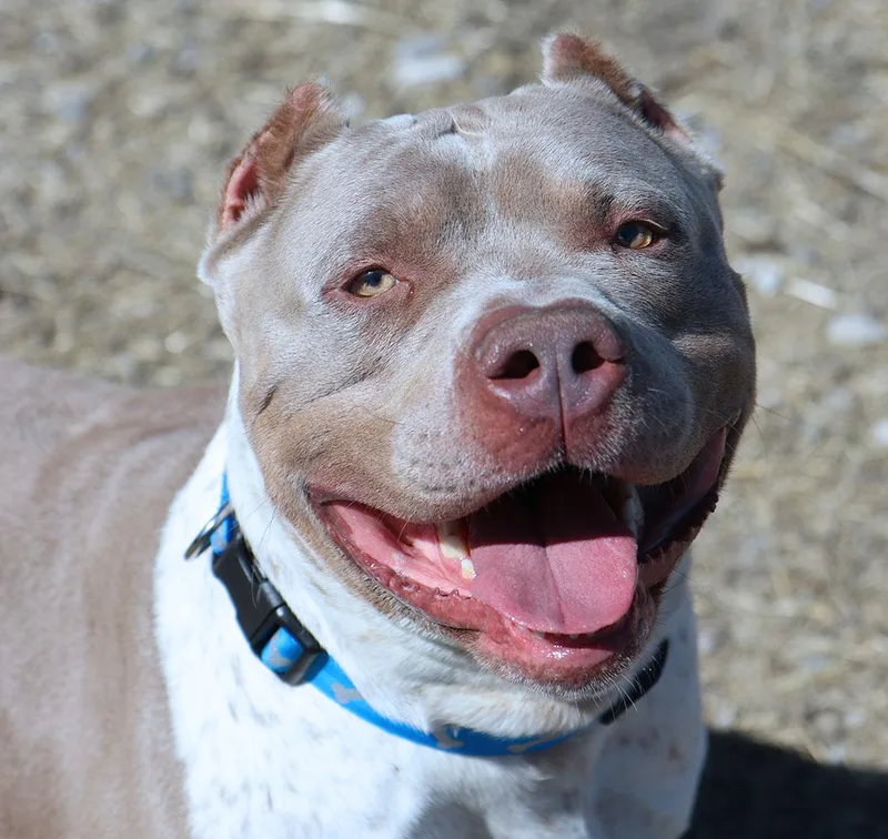 Hercules thumbnail 4