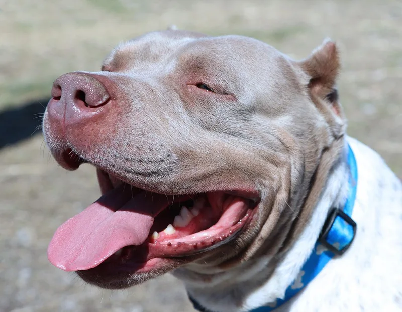 Hercules thumbnail 5