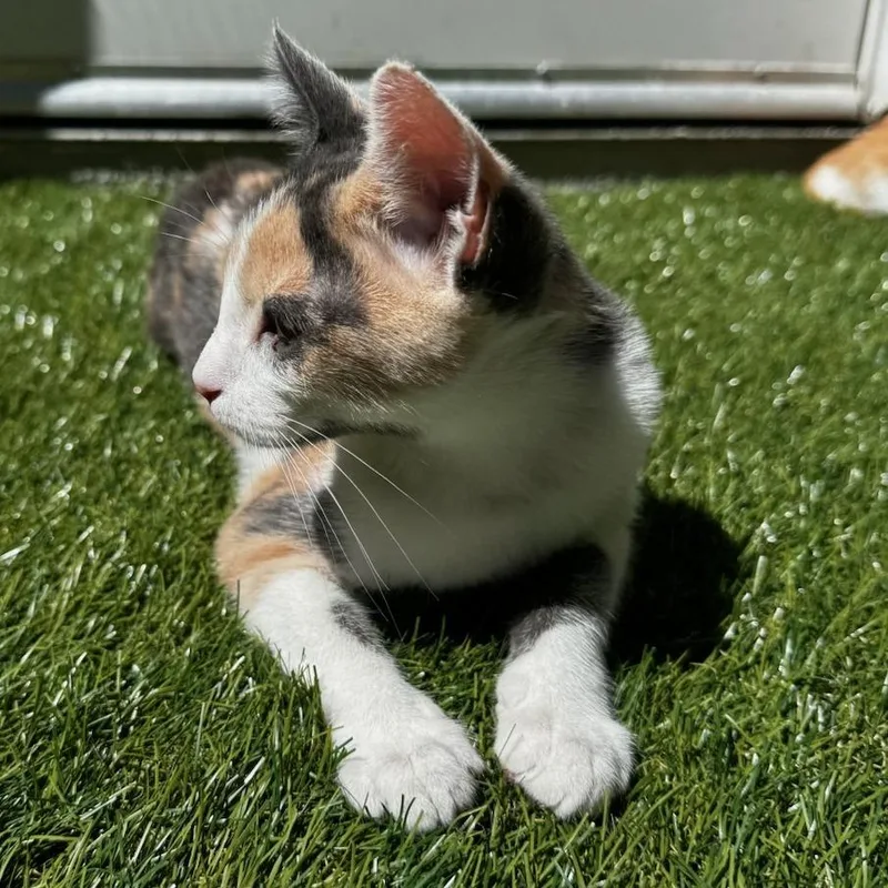 A baby small-sized female Calico Domestic Short Hair cat named Clairbel for adoption in Pleasanton, CA