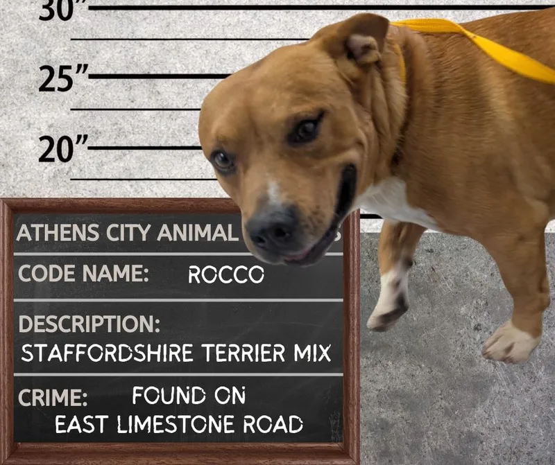 An adult medium-sized male Staffordshire Bull Terrier dog named Rocco for adoption in Athens, AL