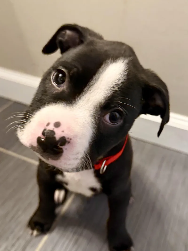 A baby medium-sized male Black American Bulldog dog named Dibbs for adoption in Brentwood, TN