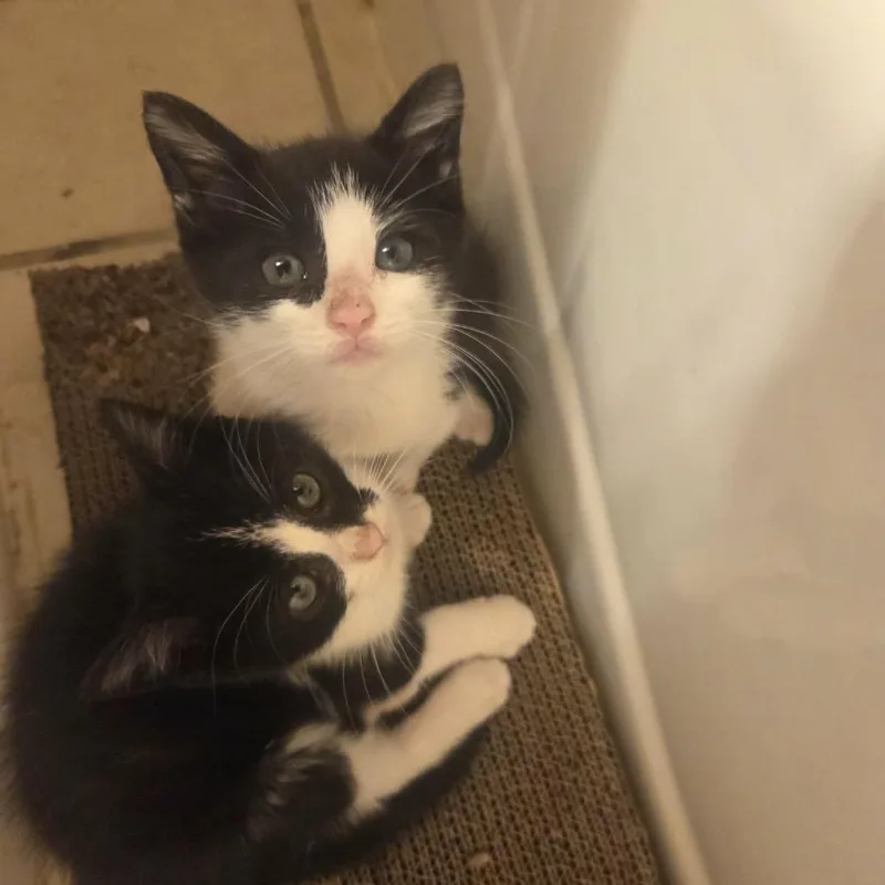 A baby small-sized female Black Domestic Short Hair cat named Ella for adoption in Philadelphia, PA
