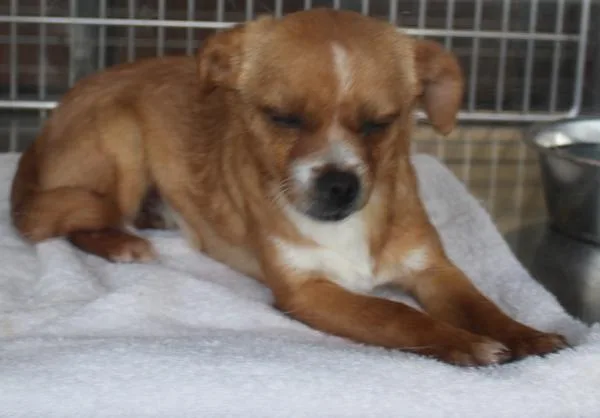 An adult small-sized female Chihuahua dog named Pen for adoption in Lawrenceville, GA