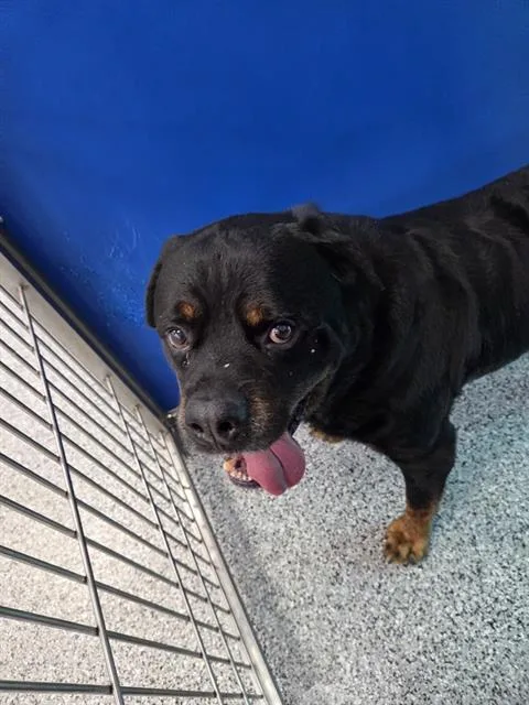 An adult large-sized male Rottweiler dog named A for adoption in Palmetto, FL