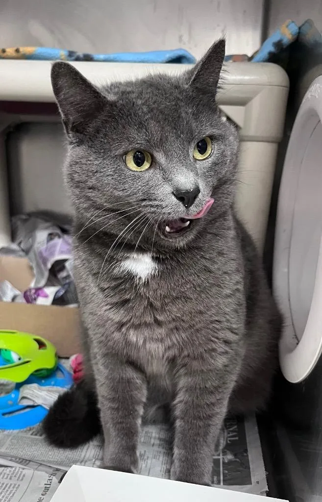 A young medium-sized female Domestic Short Hair cat named Violin for adoption in Cincinnati, OH