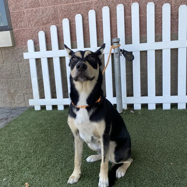 A young large-sized male German Shepherd Dog dog named A for adoption in Modesto, CA
