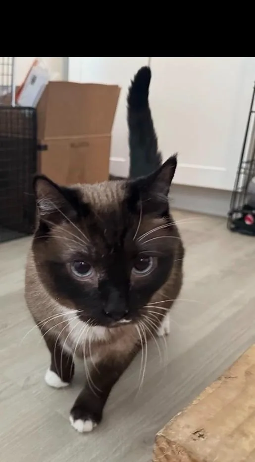 A senior large-sized male Domestic Short Hair cat named Malcolm for adoption in Sandy, UT