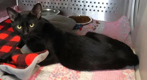 An adult medium-sized male Domestic Short Hair cat named Poncho for adoption in Thief River Falls, MN