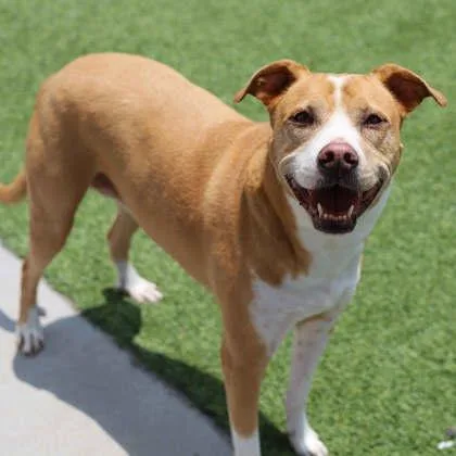 An adult large-sized female Yellow / Tan / Blond / Fawn Hound dog named Shannon for adoption in Atlanta, GA