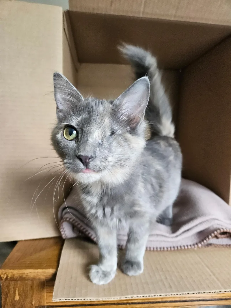 A baby small-sized female Dilute Tortoiseshell Domestic Short Hair cat named Junebug for adoption in Faribault, MN