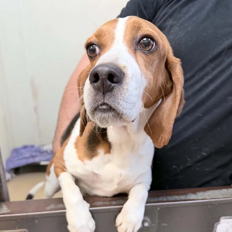 An adult medium-sized male Brown / Chocolate Beagle dog named Claude Monet  Chino for adoption in Chino Hills, CA