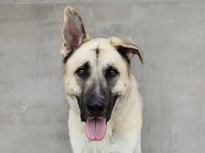 An adult extra large-sized male Mixed Breed dog named Zeus for adoption in Longmont, CO