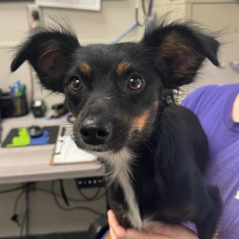 A young small-sized female Mixed Breed dog named Tammy or Tom for adoption in Columbiana, AL
