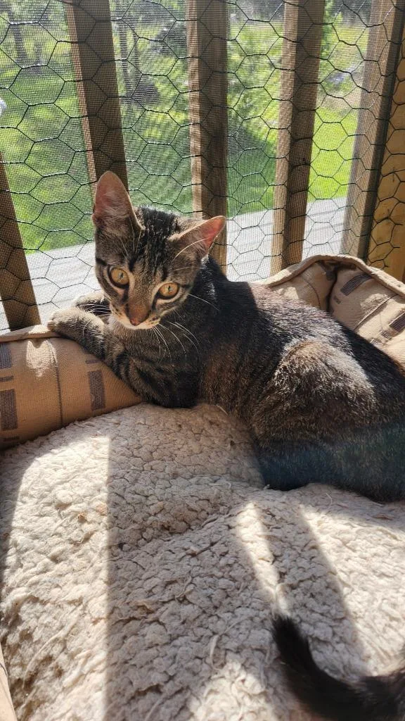 A baby small-sized male Domestic Short Hair cat named Cray for adoption in Darien, GA